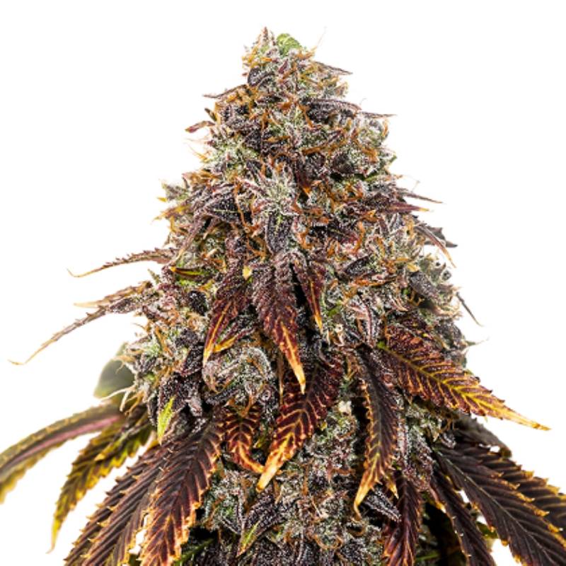 Gelato 41 de Seed Stockers Gelato 41 de Seed Stockers