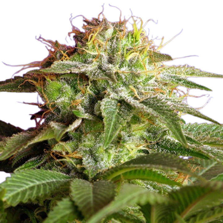 Green Poison OS Feminizada | Optima Seeds | MatillaPlant