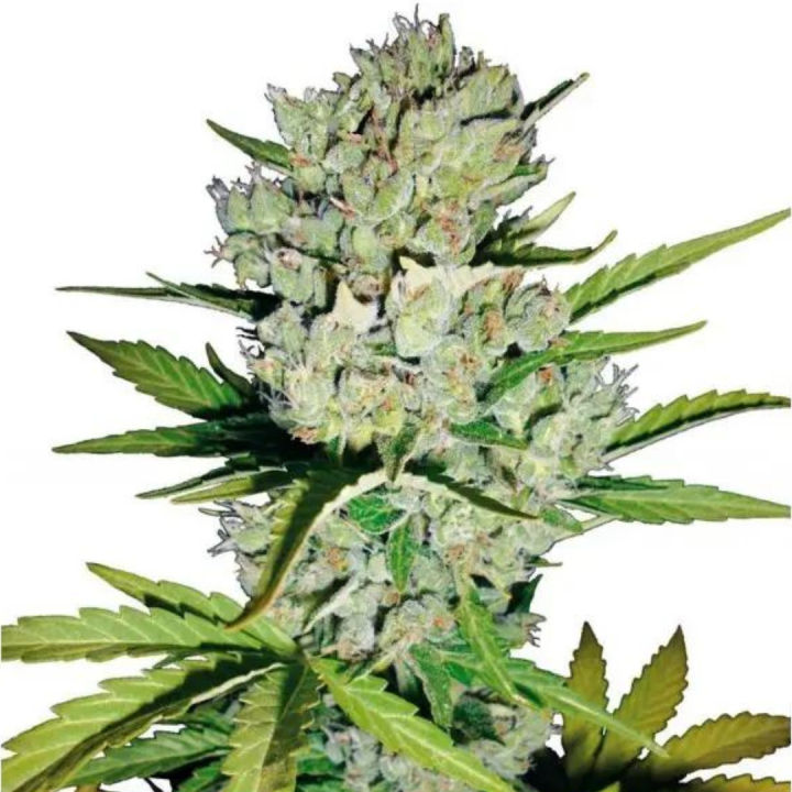 Super Skunk Xl Feminizada granel OS Semillas Feminizadas Semilla Granel