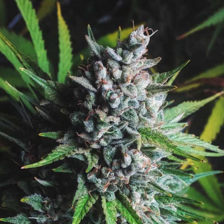 Caliqueso - Granel CS | Cali Seeds