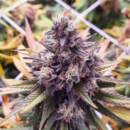 Banana Boogie Split - Monkey Genetics