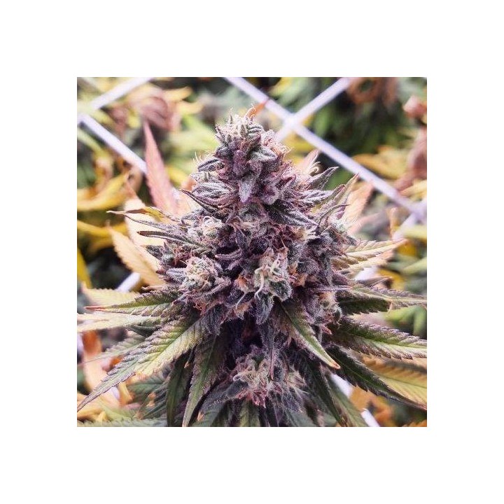 Banana Boogie Split - Monkey Genetics