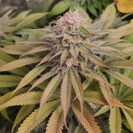 Blue Lagoon Haze - Monkey Genetics