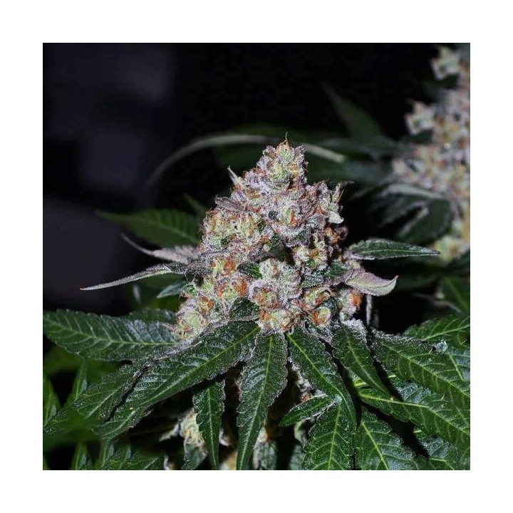 Frosty Acai Mintz - Monkey Genetics