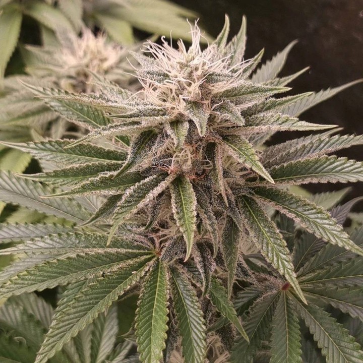Funky Monkey Sour - Monkey Genetics