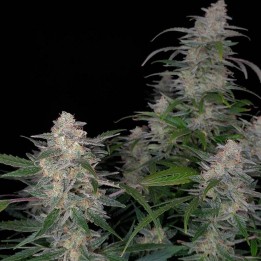 Biscotti Auto - Monkey Genetics