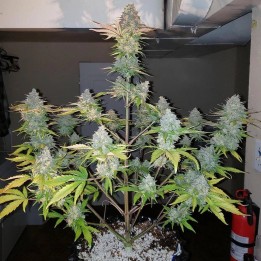 Gorilla Zkittlez Auto - Monkey Genetics