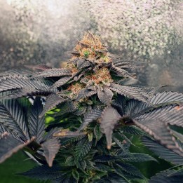 Grand Daddy Purpz | Monkey Genetics | MatillaPlant