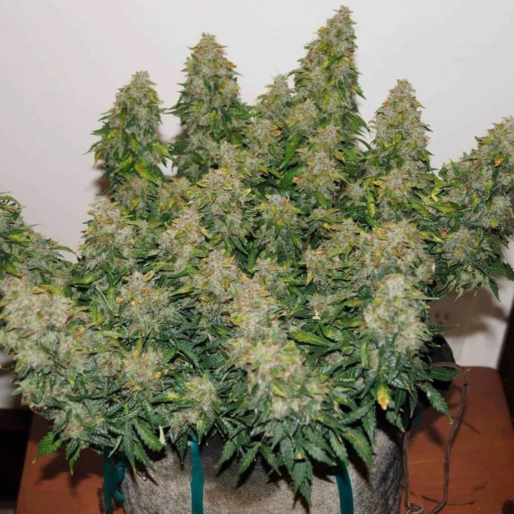 Jack Frost Widow Auto - Monkey Genetics