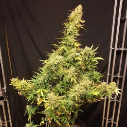 Lemon Skunk Auto - Monkey Genetics
