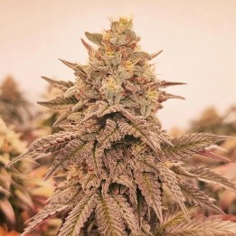 Orangu Tangie - Monkey Genetics