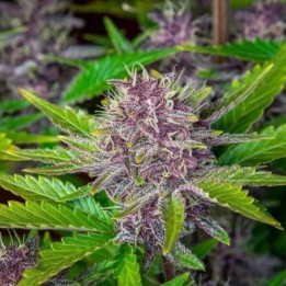 Purple Punch Auto - Monkey Genetics