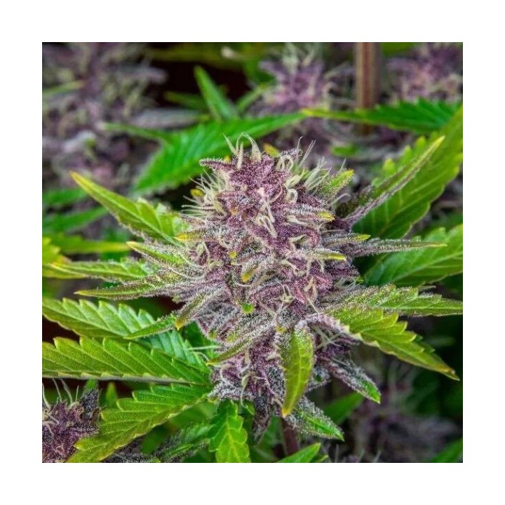 Purple Punch Auto - Monkey Genetics