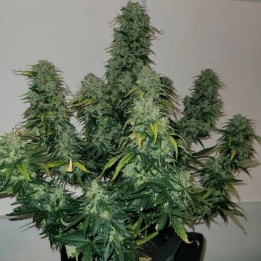 Sherbet Blast Auto - Monkey Genetics