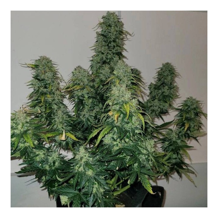 Sherbet Blast Auto - Monkey Genetics