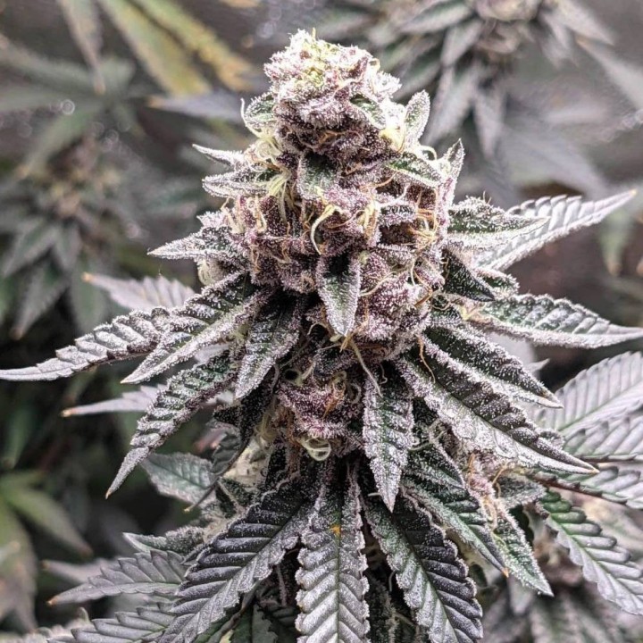 Tropicana Cookies - Monkey Genetics