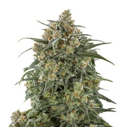 Banana Sherbet XXL Auto | Growers Choice