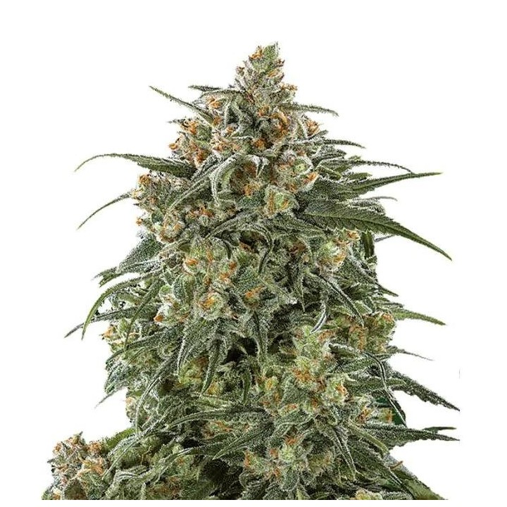 Banana Sherbet XXL Auto | Growers Choice