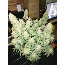 Brain Damage | Growers Choice