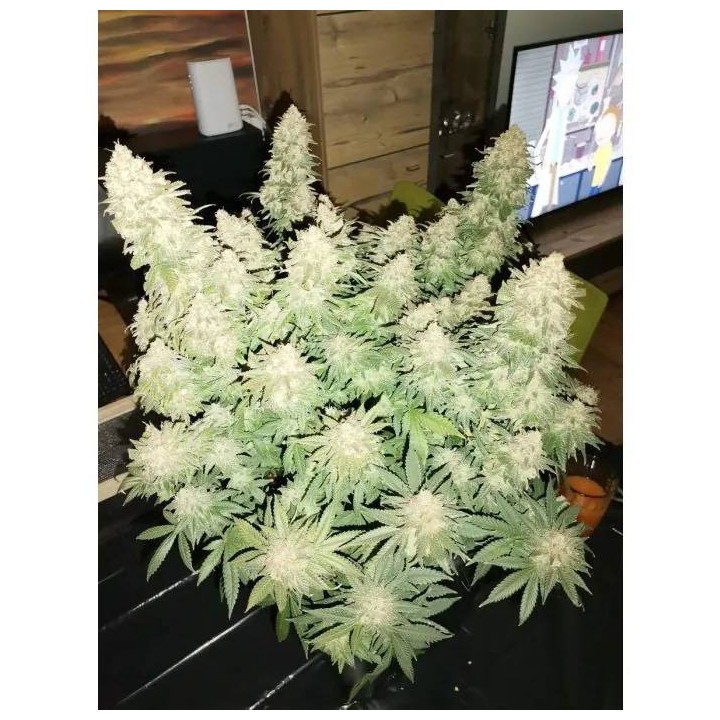 Brain Damage | Growers Choice