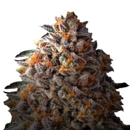 Bruce Banner | Growers Choice