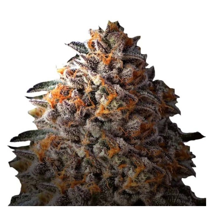 Bruce Banner | Growers Choice