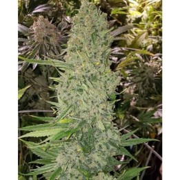 Bruce Banner III Auto | Growers Choice