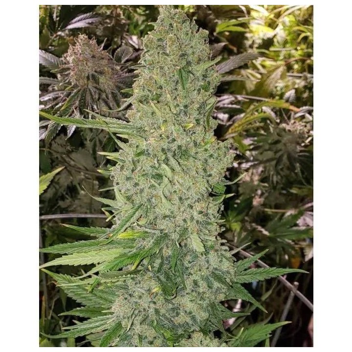 Bruce Banner III Auto | Growers Choice