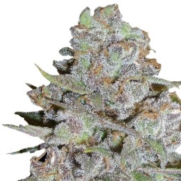 Bubblegum x Fat Hog | Growers Choice