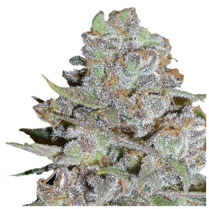 Bubblegum x Fat Hog | Growers Choice