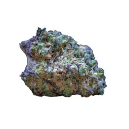 Frozen Cherry Runtz | Growers Choice