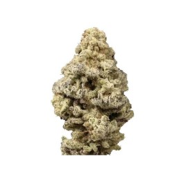 Mac N Cheese Feminizada | Growers Choice | MatillaPlant