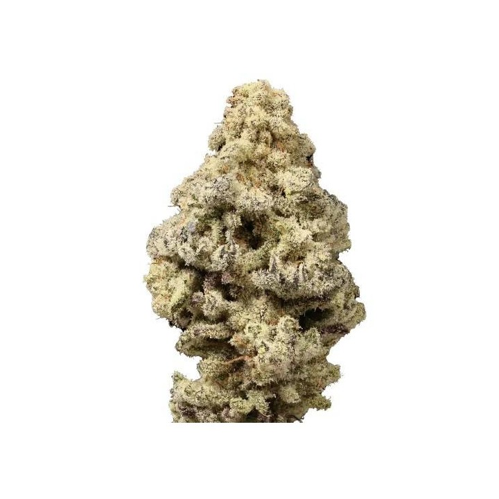 Mac N Cheese Feminizada | Growers Choice | MatillaPlant