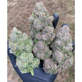 Mimosa Gusher Feminizada | Growers Choice | MatillaPlant