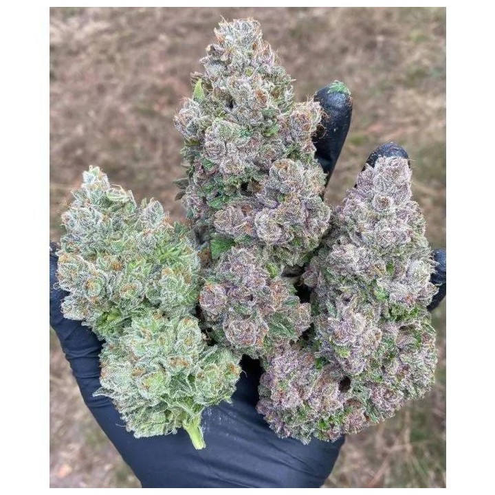 Mimosa Gusher Feminizada | Growers Choice | MatillaPlant