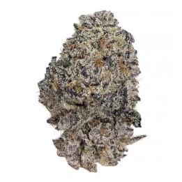 Original Oreoz Feminizada | Growers Choice | MatillaPlant