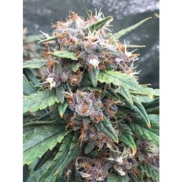 Red Banana Berry | Growers Choice