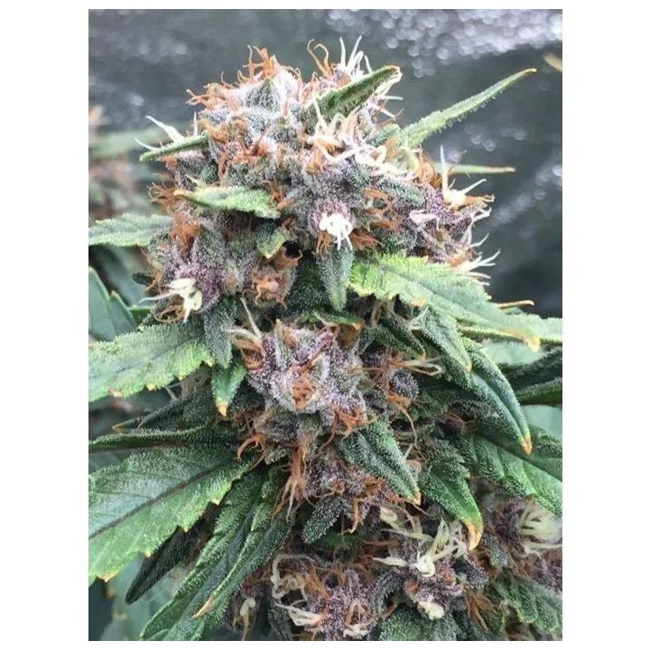 Red Banana Berry | Growers Choice