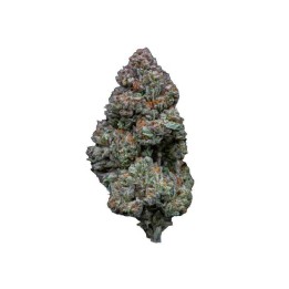 RS11 Feminizada | Growers Choice | MatillaPlant