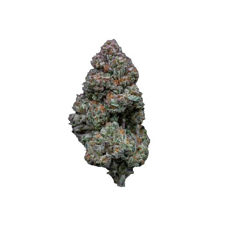 RS11 Feminizada | Growers Choice | MatillaPlant