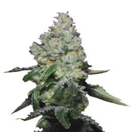 Tropical Cookies XXL Auto | Growers Choice