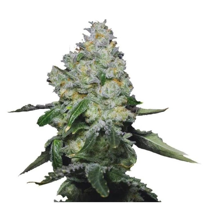 Tropical Cookies XXL Auto | Growers Choice