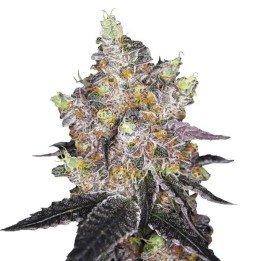 Watermelon Punch | Growers Choice
