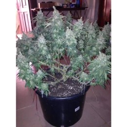 Watermelon Weddingcake | Growers Choice