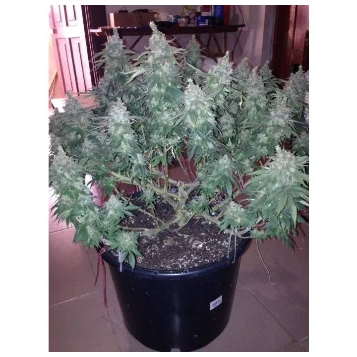 Watermelon Weddingcake | Growers Choice