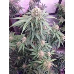 Watermelon Weddingcake XXL Auto | Growers Choice