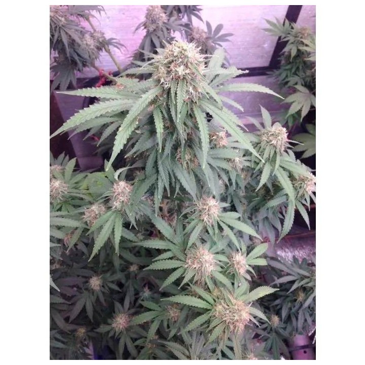 Watermelon Weddingcake XXL Auto | Growers Choice