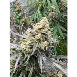 White Truffle Feminizada | Growers Choice | MatillaPlant