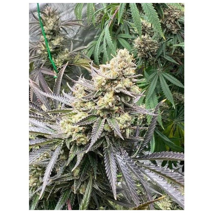 White Truffle Feminizada | Growers Choice | MatillaPlant
