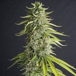Viejo Toby | Eva Seeds